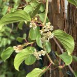 männliche Kiwi Blüten