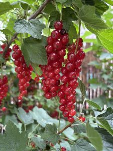 Selbst Gemachtes mit Johannisbeeren