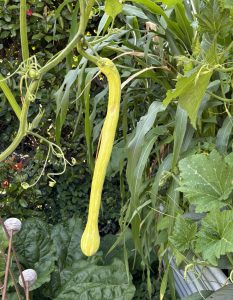 Courgette oder Zucchini Tromboncino