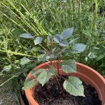 Dahlie im Pflanztopf