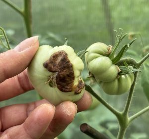 Tomaten Frucht mit Blütenendfäule