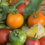 Gelbe Königin Tomate