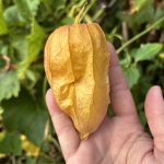 Tomatillo Blasenkirsche