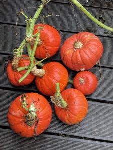 Hokkaido Kürbis Ernte