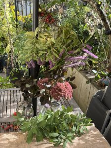 Kräuter für Gartentee sammeln