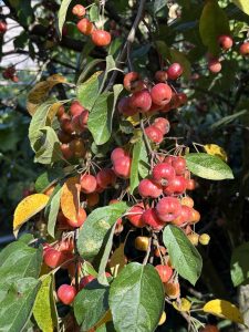 Pektin selber machen aus Zieräpfel