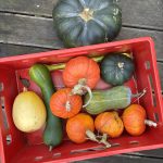 Kürbis Ernte mit Hokkaido, Butternut, Muskat