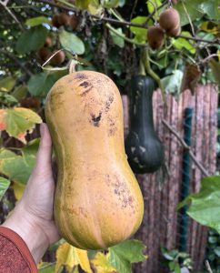 unreifer Butternut