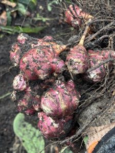 Topinambur aus dem Hochbeet