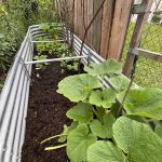 Kürbis im Hochbeet Anfang Juni