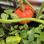 Hokkaido Kürbis wächst