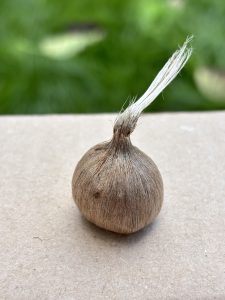 Knolle des Safran Krokus