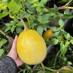 Spaghettikürbis Ernte