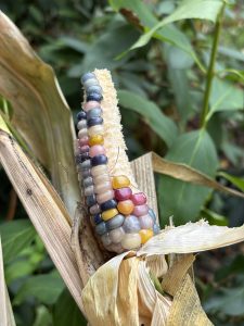 Windbefruchtung bei Popcorn Mais ist unvollständig