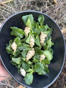 Knollenziest Crosne zum Feldsalat