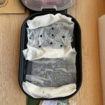 Frühe Chili Aussaat auf Küchenpapier.