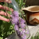 Schnittlauch Blüten in der Flasch für aromatisierten Apfelessig.