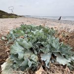 Meerkohl am Ostseestrand, ein besonderes Edimental.
