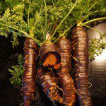 Purple Haze Möhren, außen Rot und innen Orange.