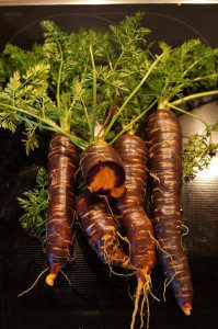 Purple Haze Möhren, außen Rot und innen Orange.