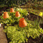 Bleichen von Endivien