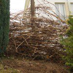 Lange Zweige der Hortensien, aufgeschichtet als Sichtschutz