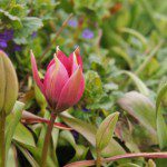 Wildtulpe im Blumenbeet
