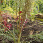 Bronzefenchel, roter Fenchel