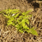 Süßkartoffel Pflanze mit wärmenden Strohmulch