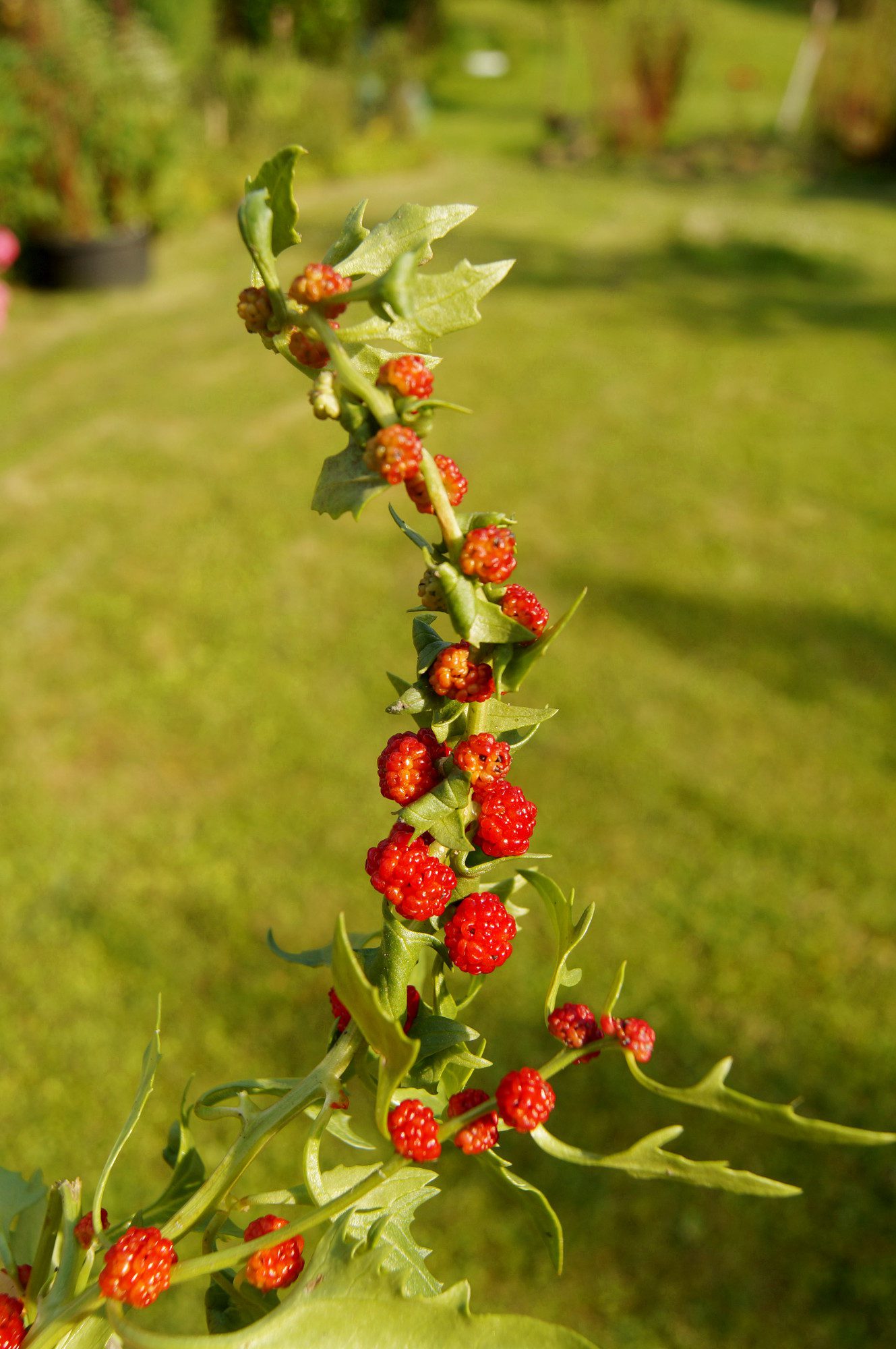 Chenopodium Foliosum Erdbeerspinat Spinatersatz Samen