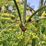 Pastinaken voll mit Streifenwanzen.