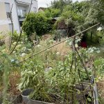 Gemüsebeet mit blühenden Doldenblütler Karotten und Fenchel.