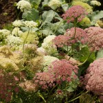 Blühende Doldenblütler Karotten.