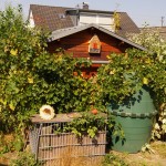 Trauben satt am Komposthaufen.