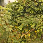 Brennnesseln und Trauben hinter der Laube.