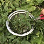 Brennnessel Samen Ernte.