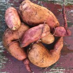 Süßkartoffel Ernte