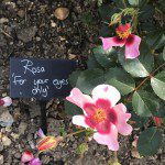 For your eyes only in Holkam Hall Walled Garden