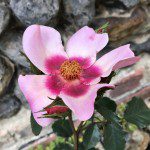 Rose "For your Eyes Only".