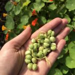 Gesammelte Kapuzinerkresse Samen