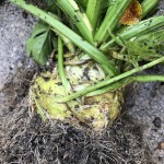 Klein, aber fein: Mein bisheriger Knollensellerie.