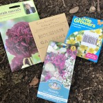 Samen von Einjährigen Blumen