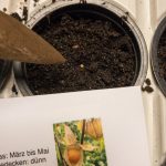 Physalissaat Andenbeeren