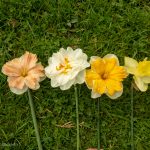 Narzissen Vielfalt im Garten