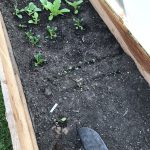 Frühbeet Einsaat und Pflanzung