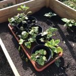 Süßkartoffeln kommen ins Hochbeet