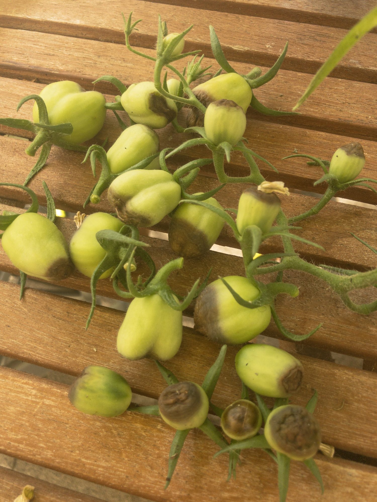 kerbel düngen Bio Kerbel (Anthriscus cerefolium) main image 0