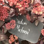 Die rote Fetthenne "Sedum Matrona!".