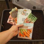 Aussaat Kübelgarten