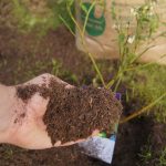 Saure Erde für die Waldbewohner Kiwibeeren